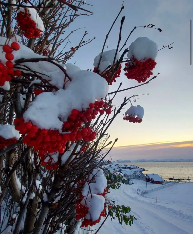 Arctic colors & winter calm ❄️🌅

📷@elselun 

#Honningsvåg #Nordkapp #NorthCape